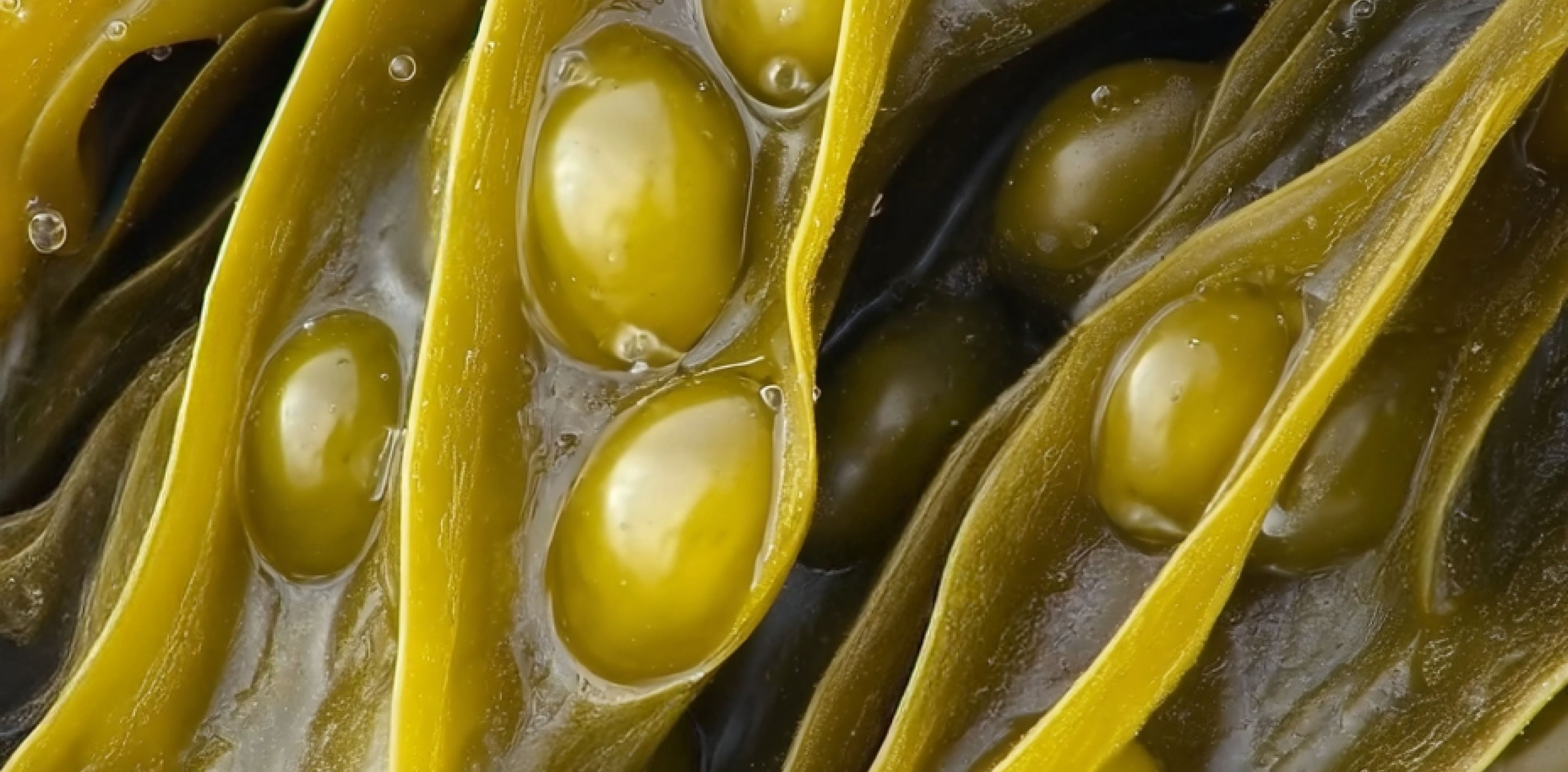 Close-up of golden kelp with water droplets.